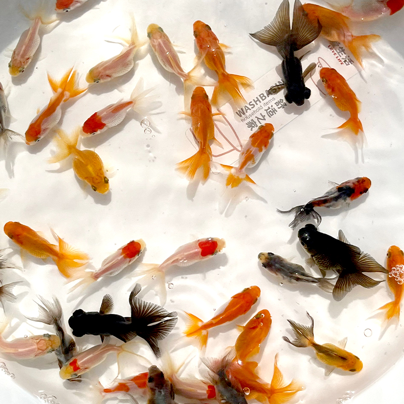 皮实好养的冷水观赏金鱼有龙睛红狮蝶尾等多种品种