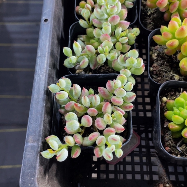 达磨福娘带盆土发