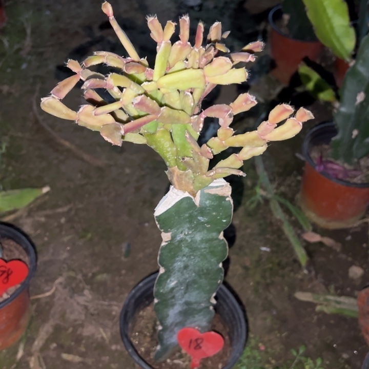 平***心当前无花栽培后可以开花045  18