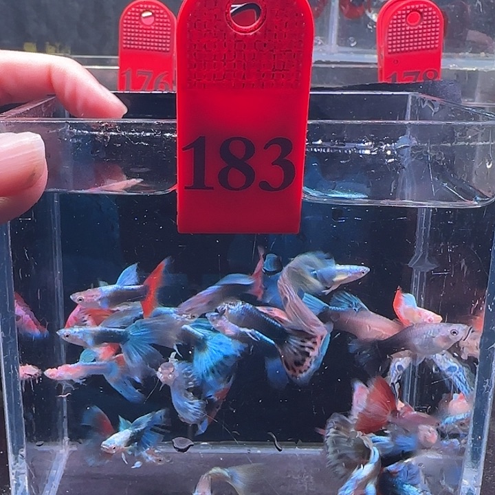 孔雀鱼183号，30条坏尾