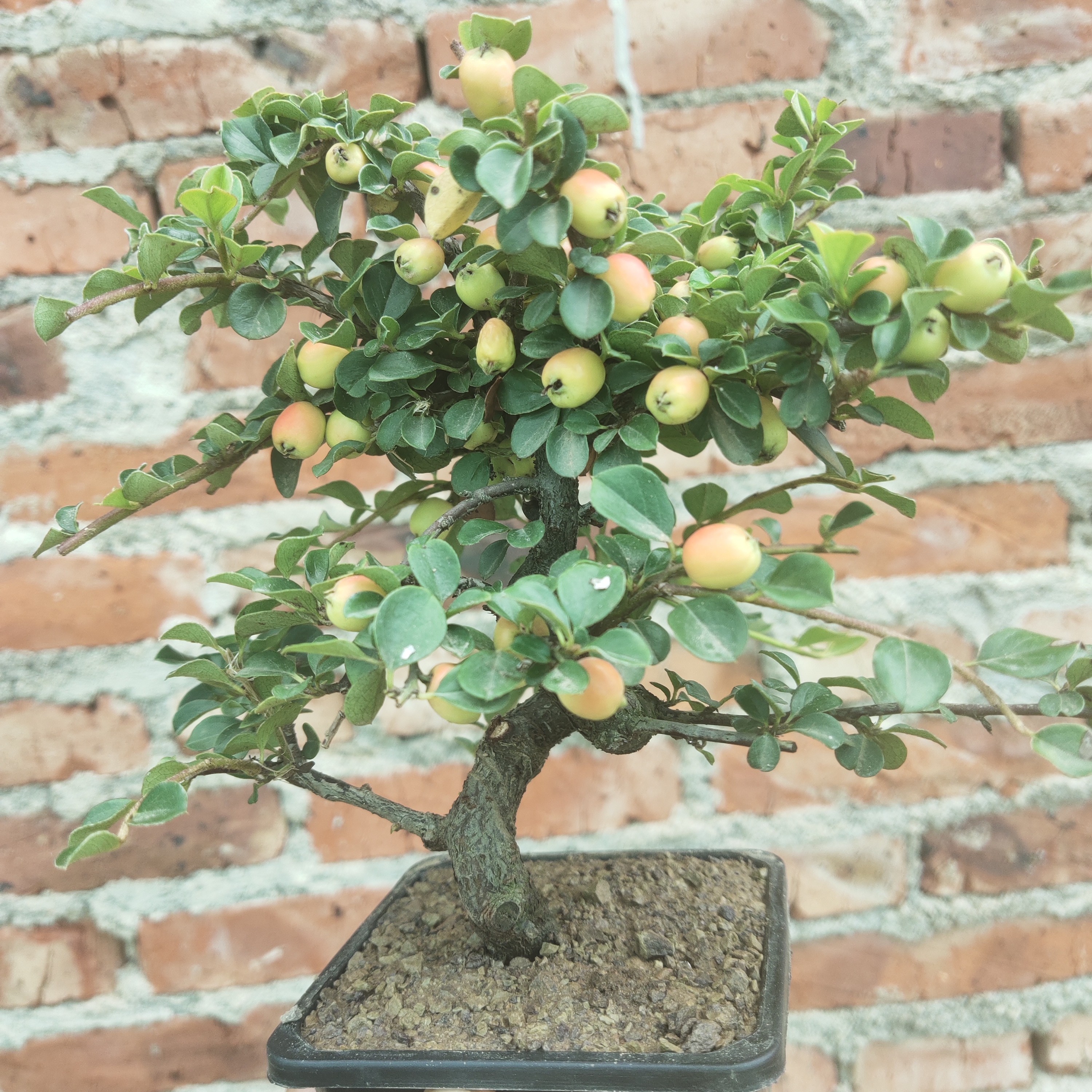 荀子开红花挂红果绿植盆景精品植物造型观赏佳选