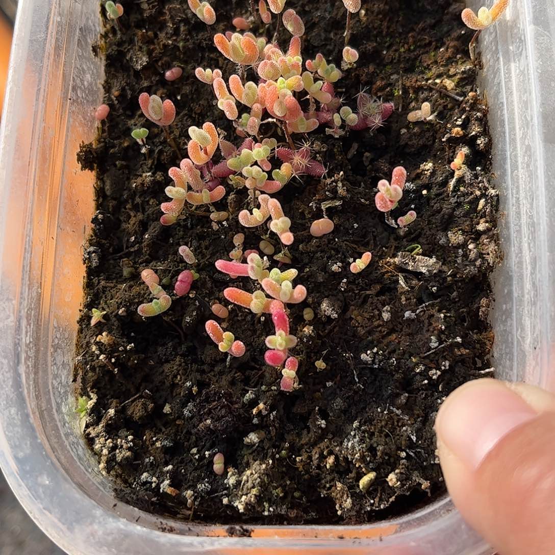 ****宝蜜桔优选切糕带锦