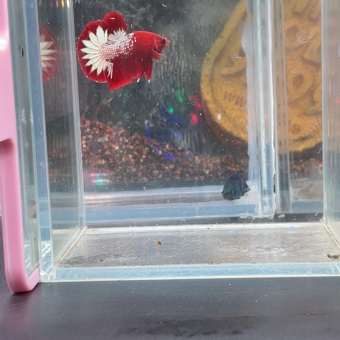 斗鱼5号13晚fccp星尾