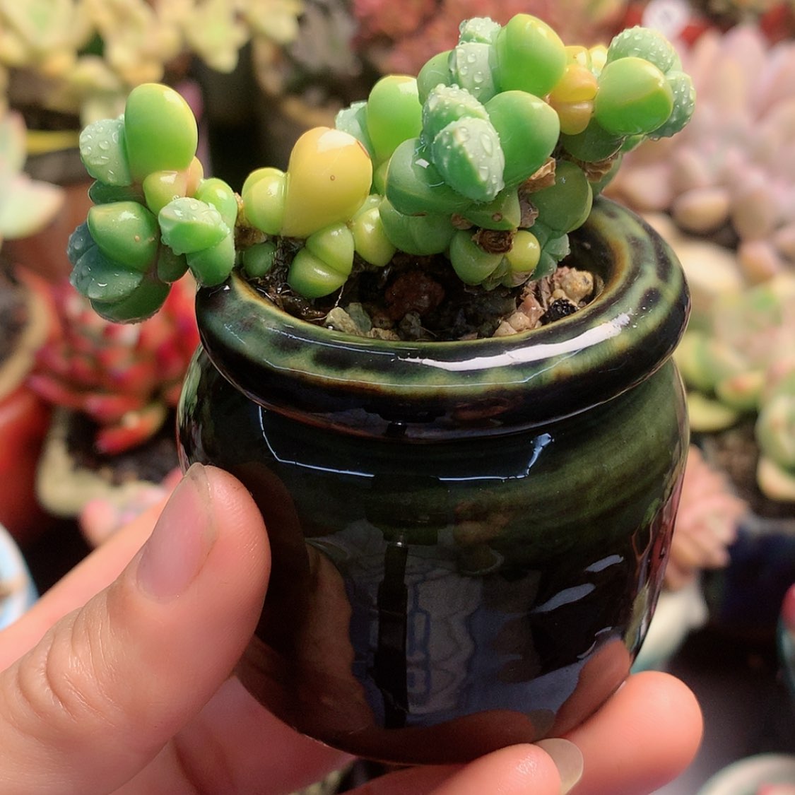 【闪购商品】鹿角海棠带盆