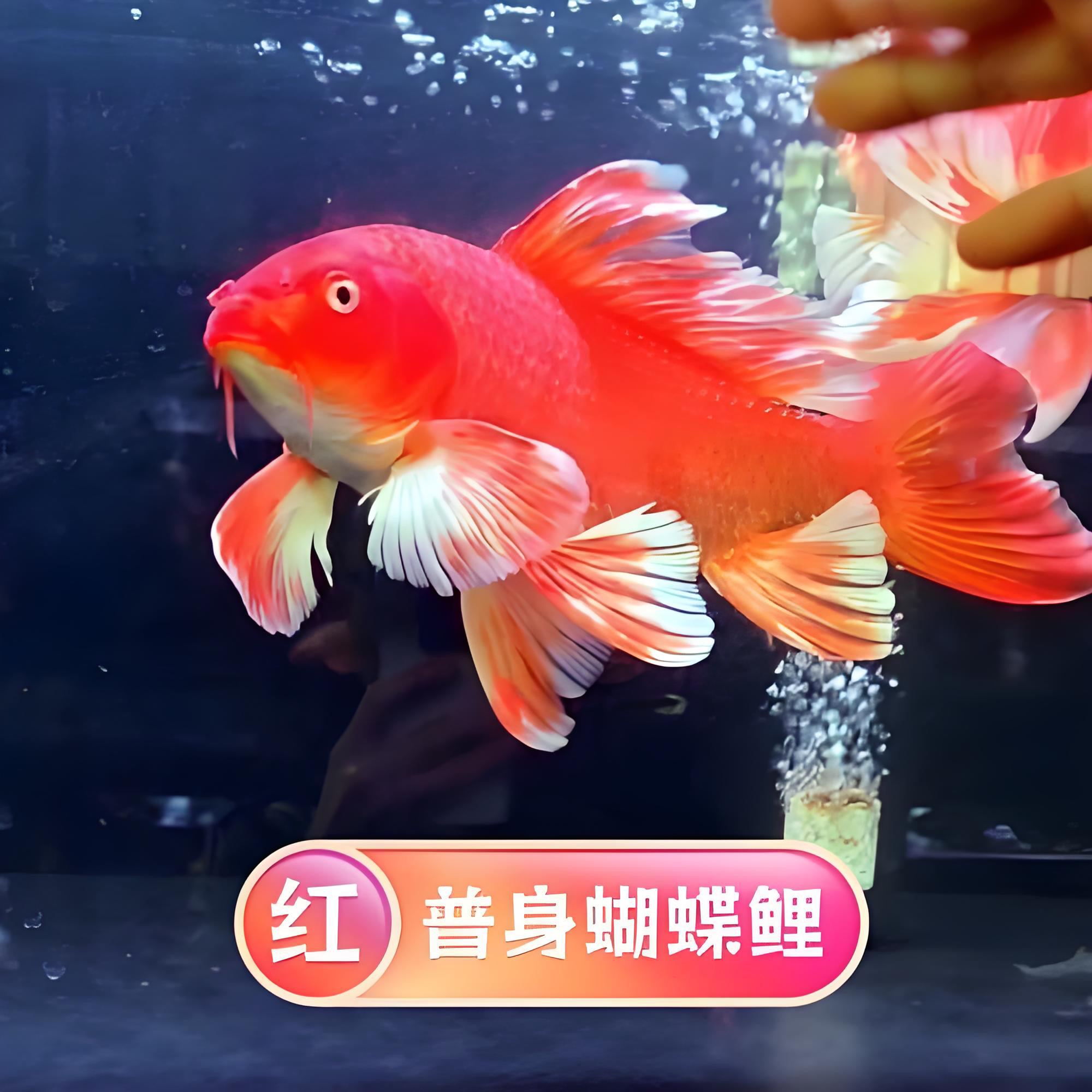 台系精品红普身蝴蝶鲤
