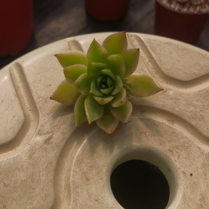 弗兰克白覆轮锦多肉植物