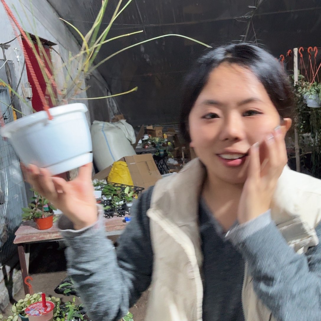 棒叶球兰室内录制