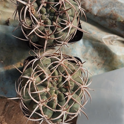 3112两个碧岩玉仙人球