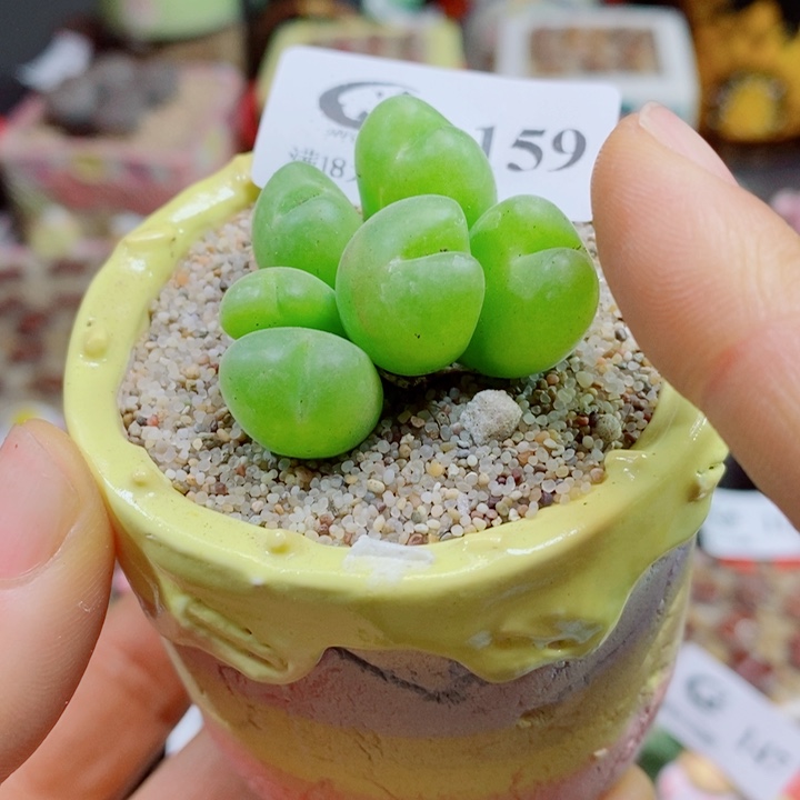 Z***z生石花花花花花花花159