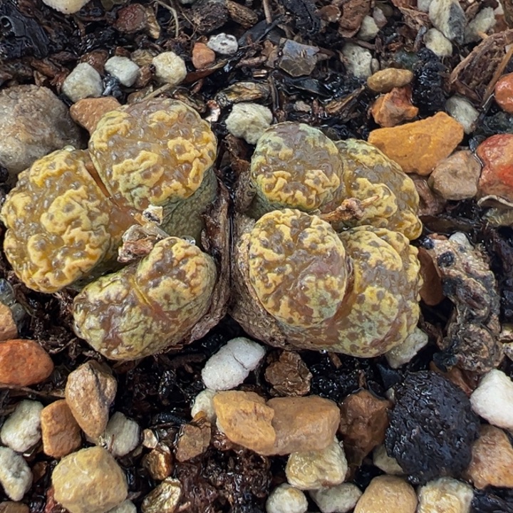 482多肉植物种类和