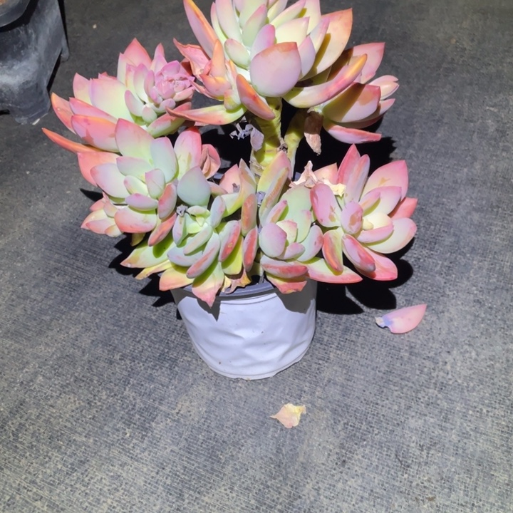 新***）芒果美人一物一拍