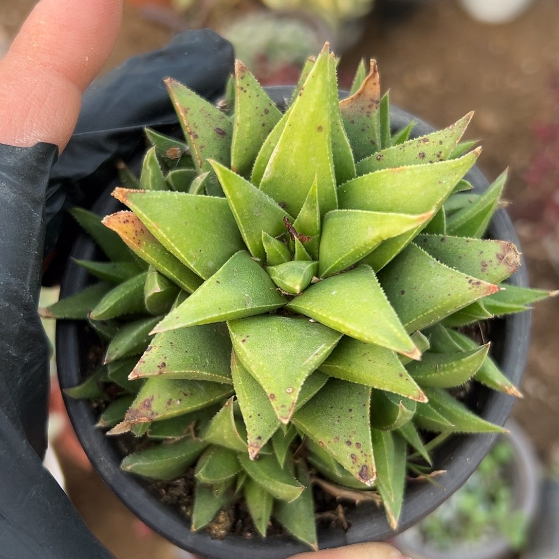 多肉植物白羊宫群