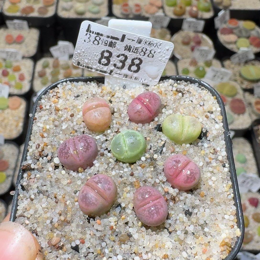 Sss精品清货价838