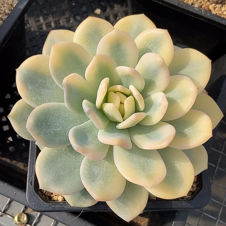 橙梦露宽锦多肉植物