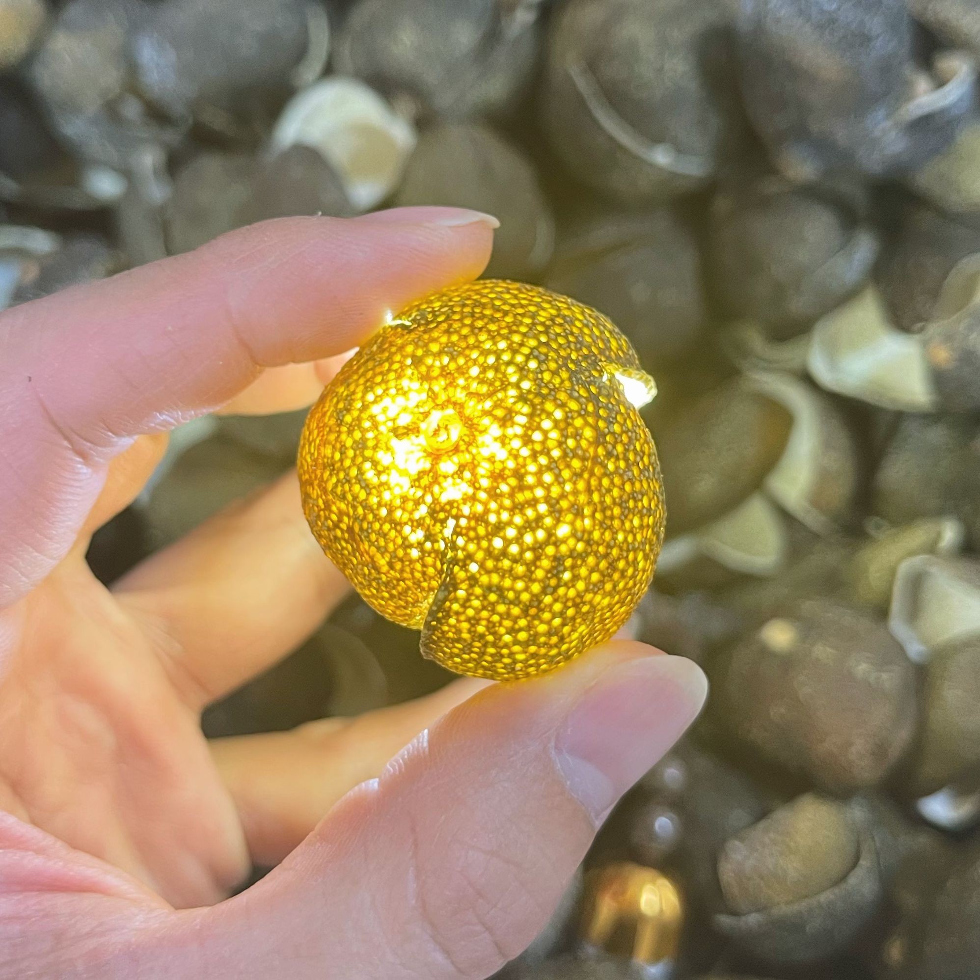 【灯纸青】三花青皮陈皮新皮油包亮半斤金盖【俩晓兄妹百茶】