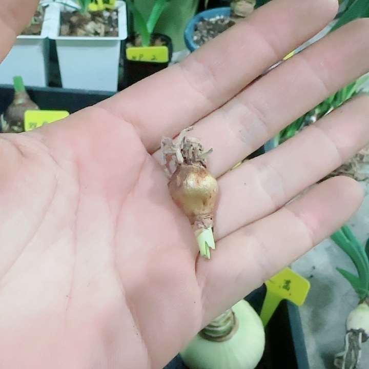 越南盲盒1cm，裸球发货