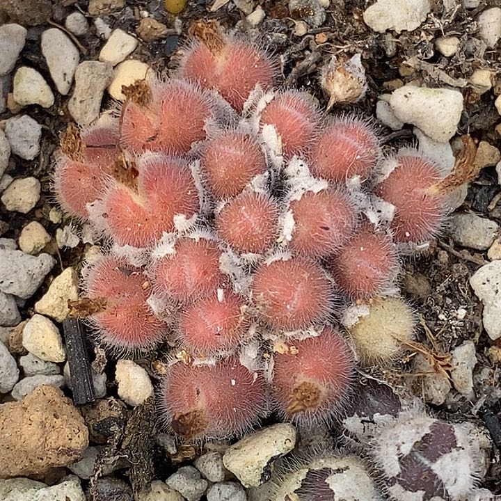 桃喜花园0307-13毛球