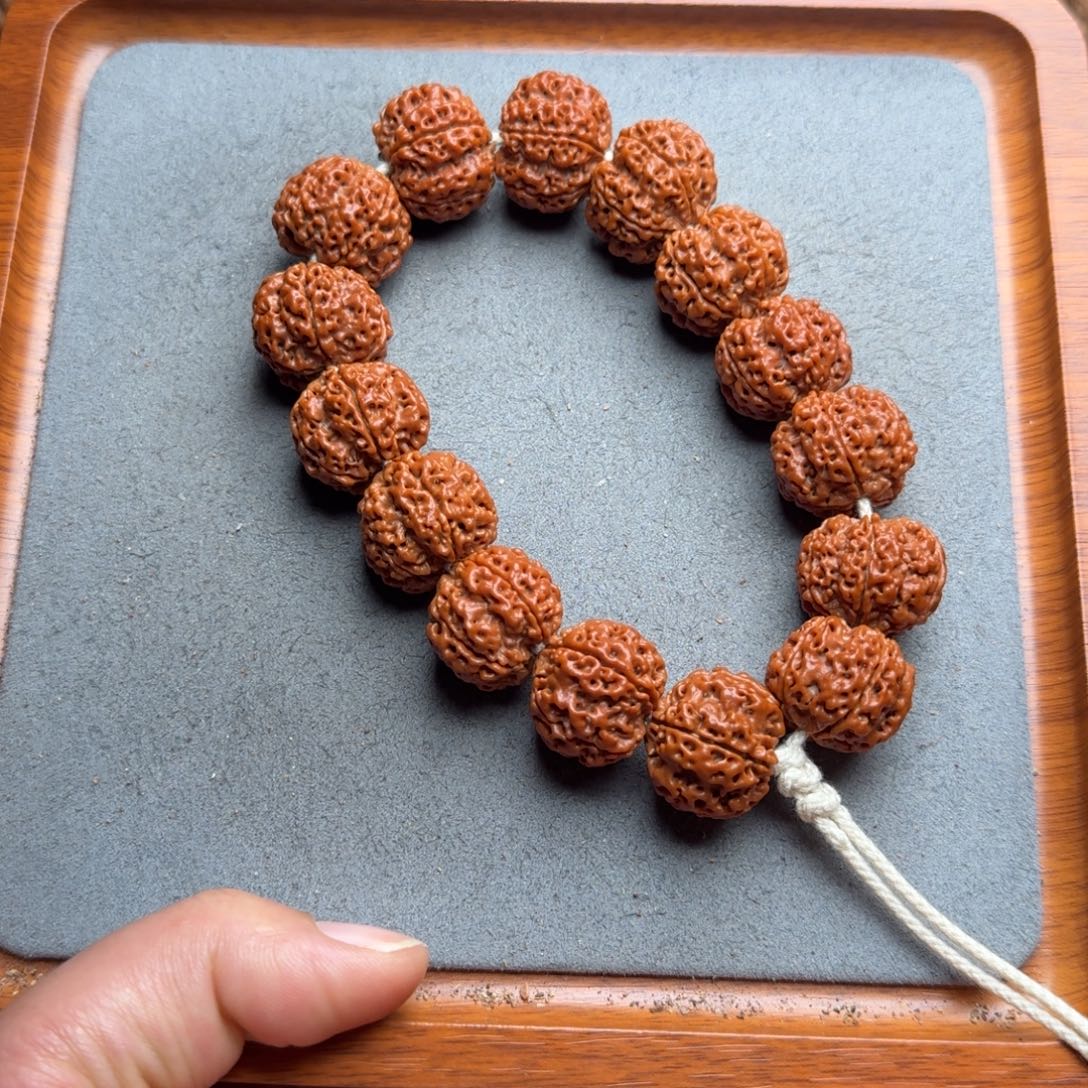 菩提菩提9号尼泊尔大金刚21古龙梅花