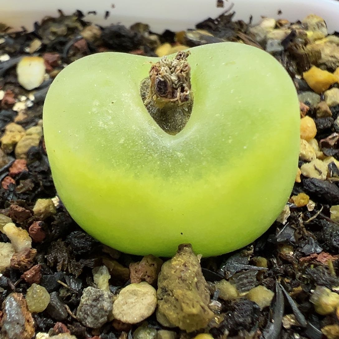 592欧泡带盆土发货