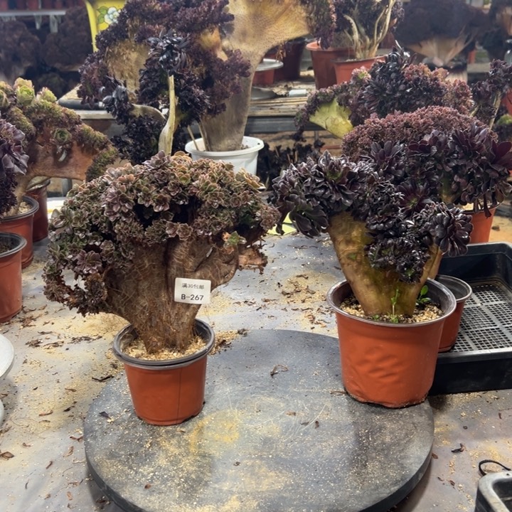 267玫瑰有伤一棵欧紫一棵