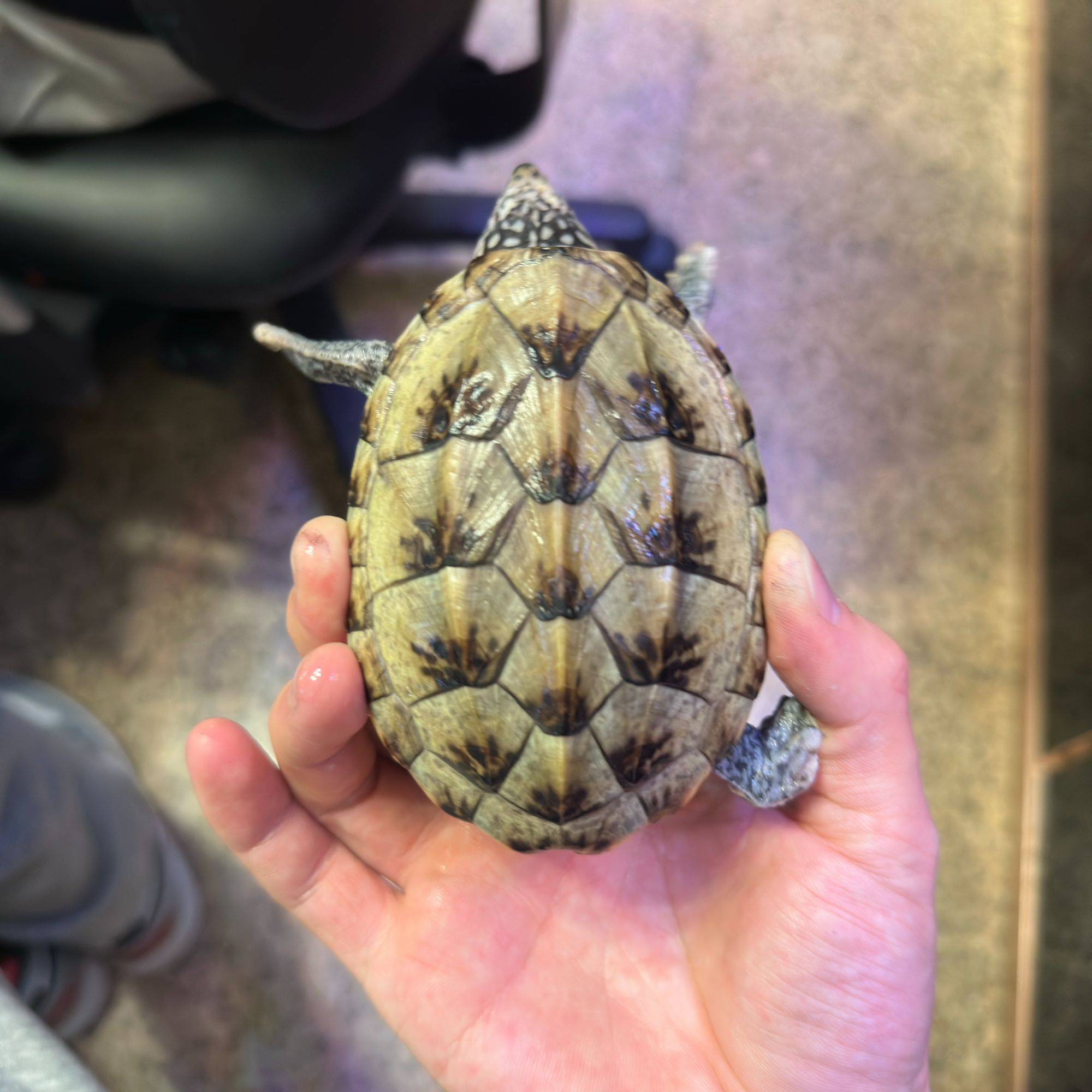 墨蛋龟    背甲长9.6cm    129克   