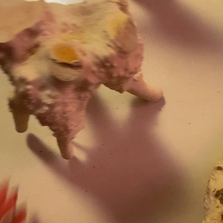 汪***海黄杨木等多种木材