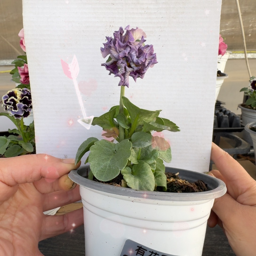 无花朵770号角堇