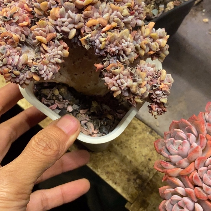 刘***a多肉植物一物一拍
