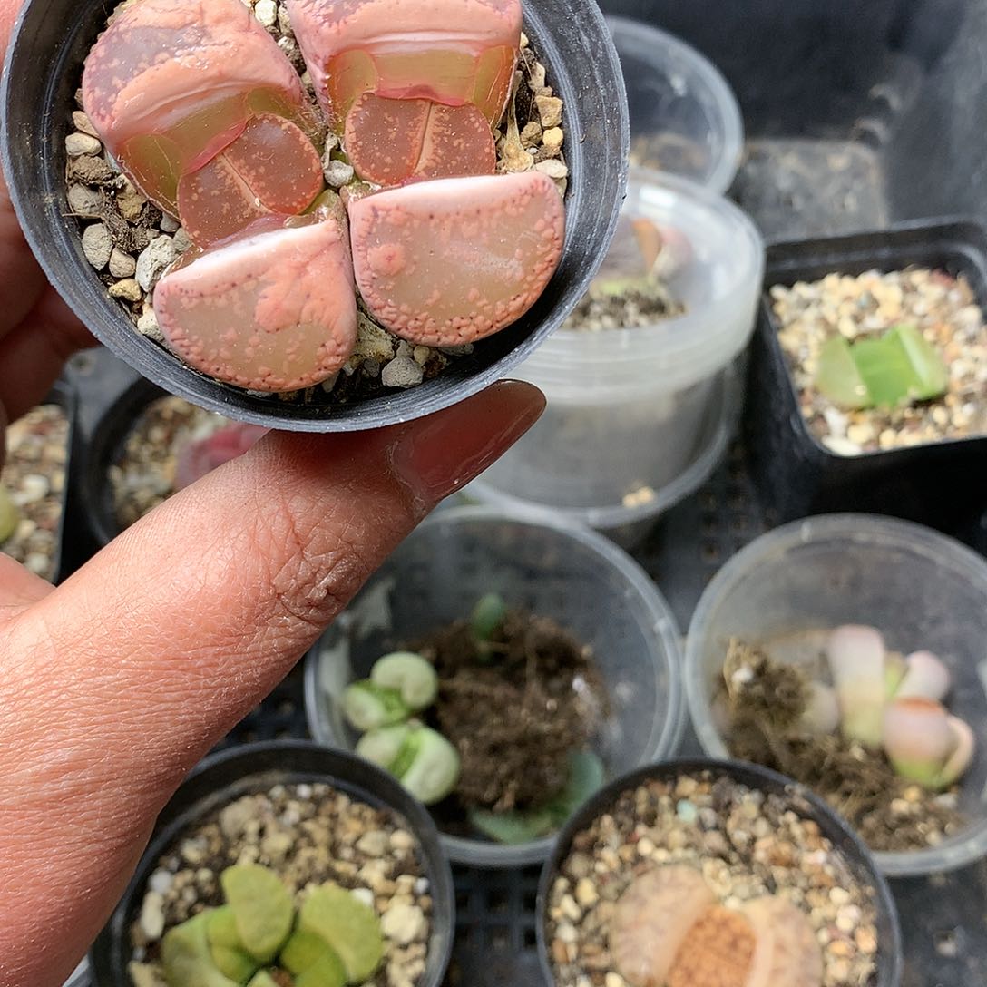 B494多肉植物保护研究所