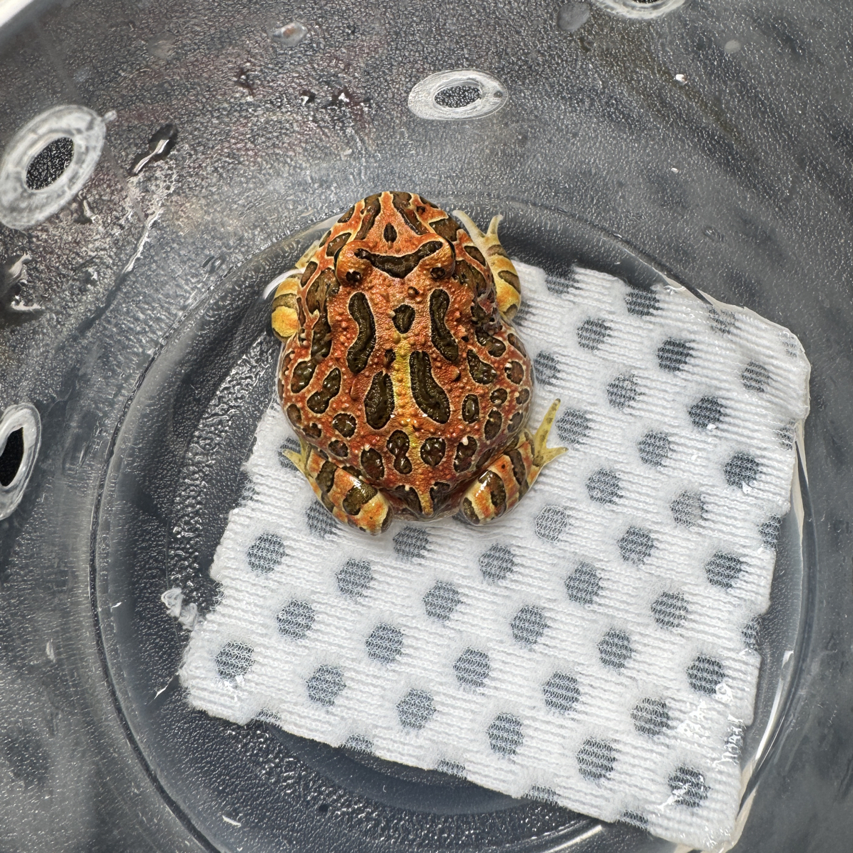 正品大津钟子代钟角蛙，6号活体爬宠