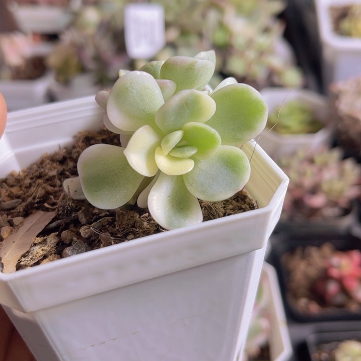 帖花黄锦多肉植物491