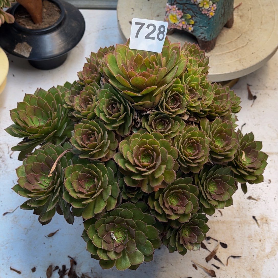 多肉植物红魔728。