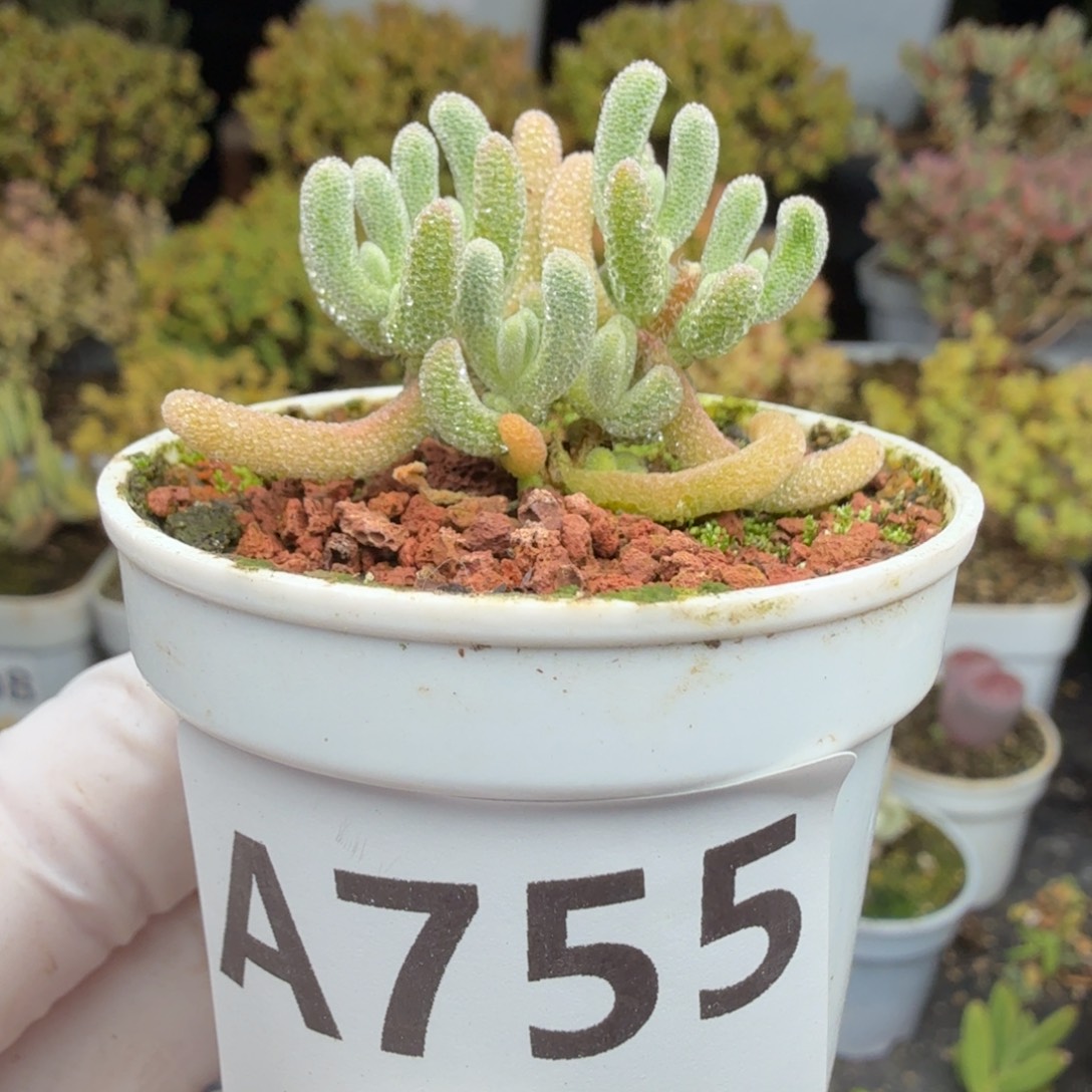 এ***言A755白闪光枝干一物一拍