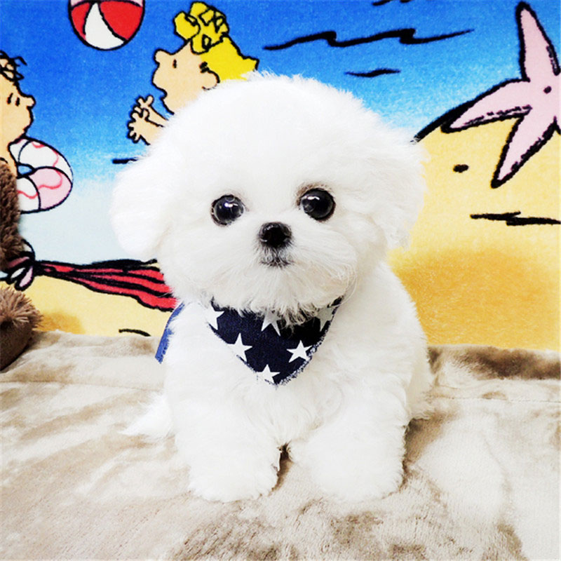 纯种比熊泰迪博美韩系比熊小体标体宠物活体