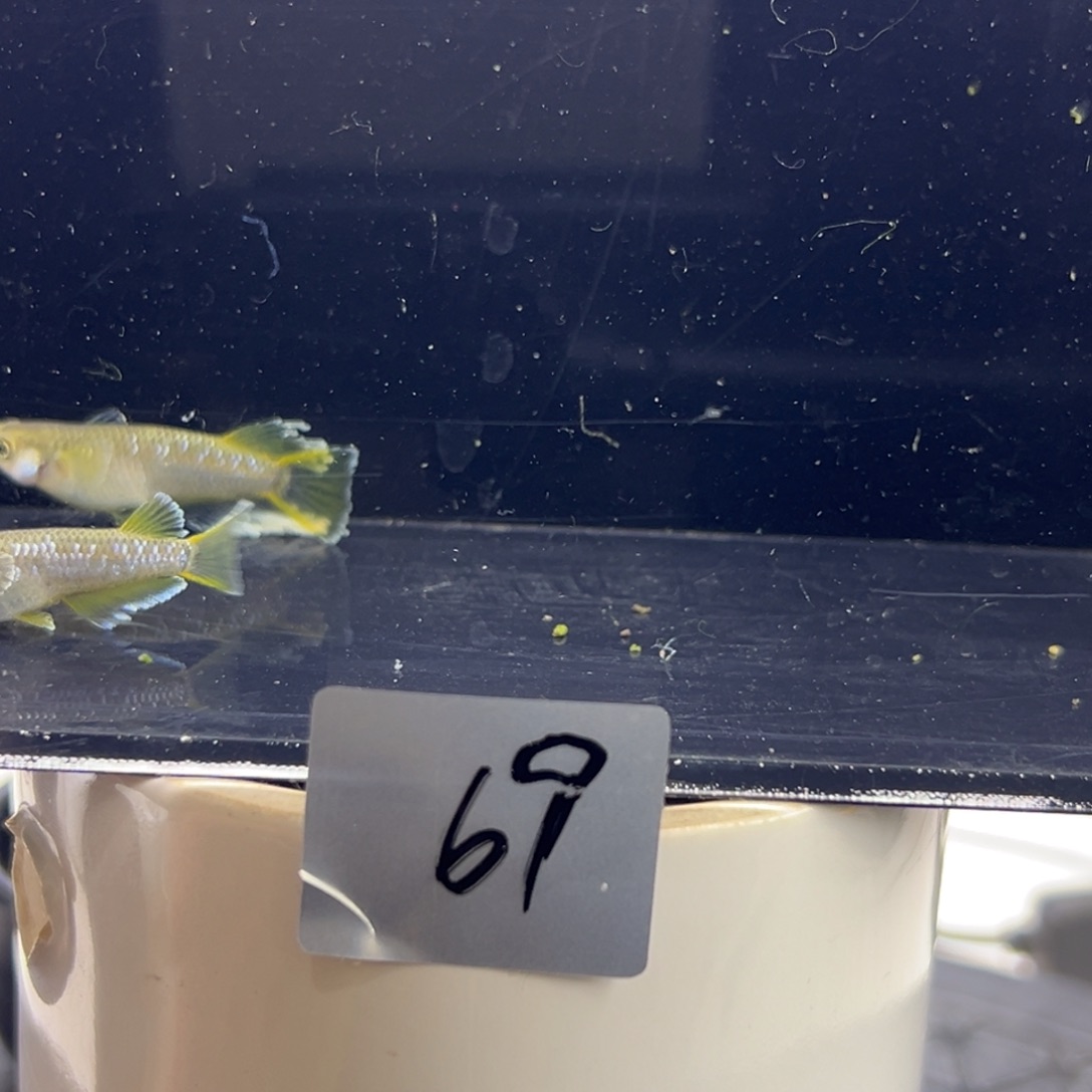 青鳉鱼69。       