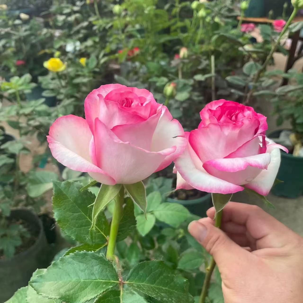 【3棵包邮】贝拉维塔BElle Vita 大花复色多季开花