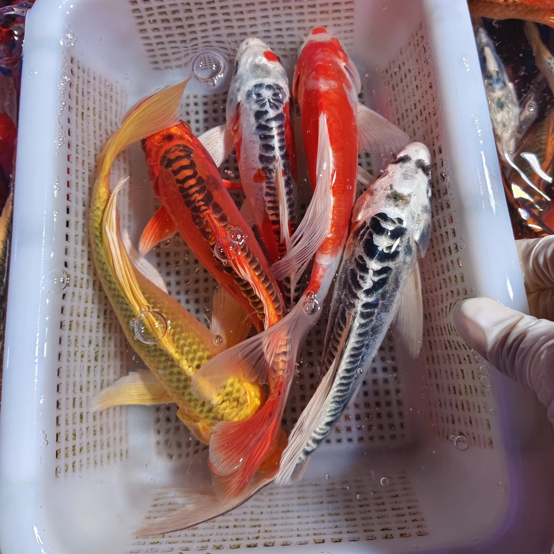 超大尺寸【14尾】德国锦鲤 血统鲤鱼11-13公分 花色丰富 渔场发货