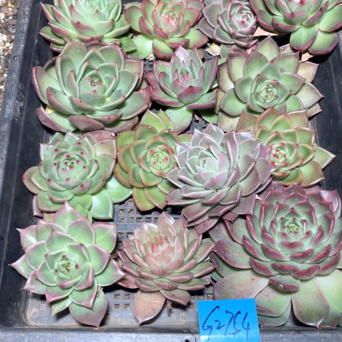 困***烫一筐特价福利不售后2754