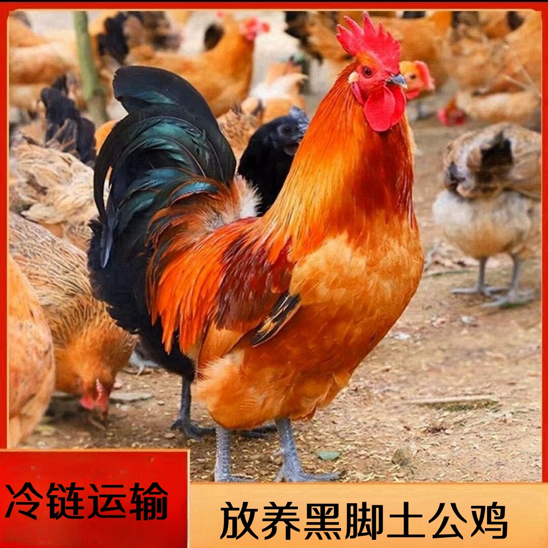 【果园】林间散养黑脚土公鸡 2只净重共9-10斤 现杀带内脏