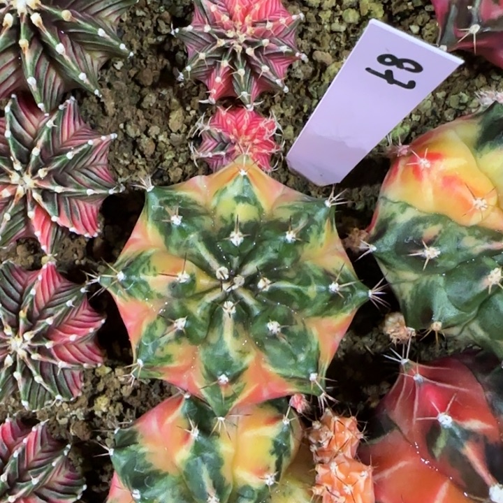 泰国米哈87-0124南瓜 多肉