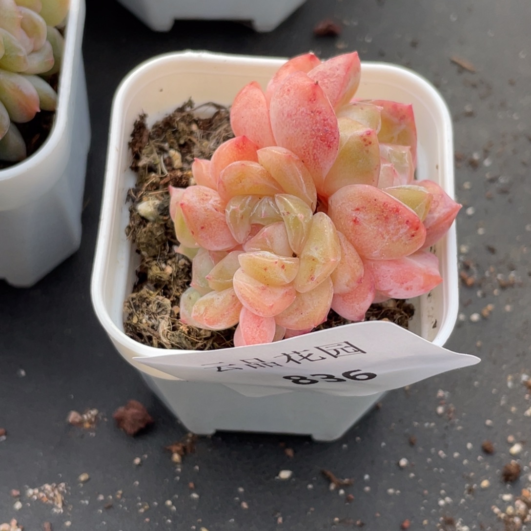 喵***喵836号糖心冰心珍妮