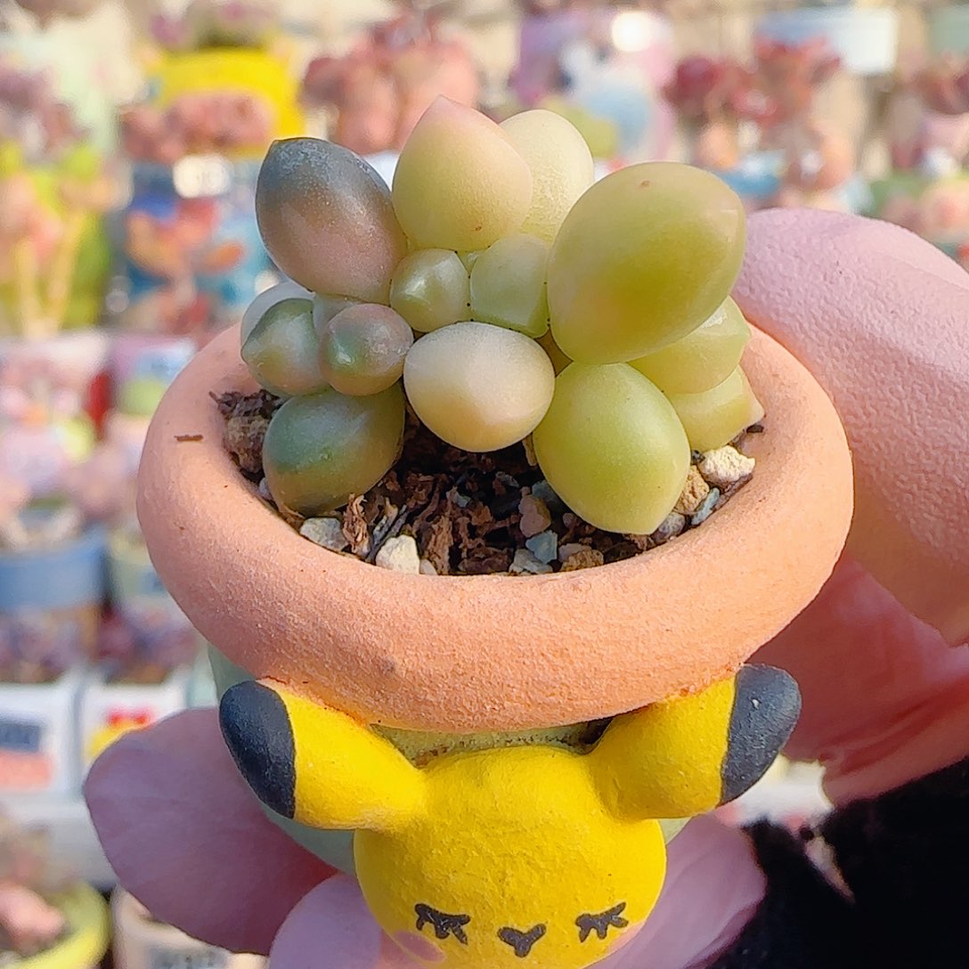 L 天空美人锦 盆口2.5cm