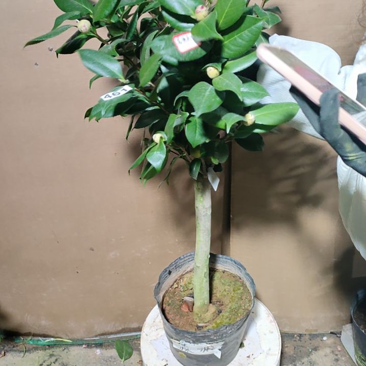 461威廉深林，原盆原土发货，不包邮