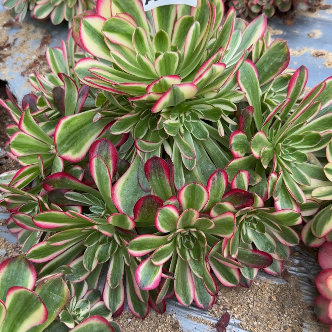 二***哈863瑶光到春。多肉植物