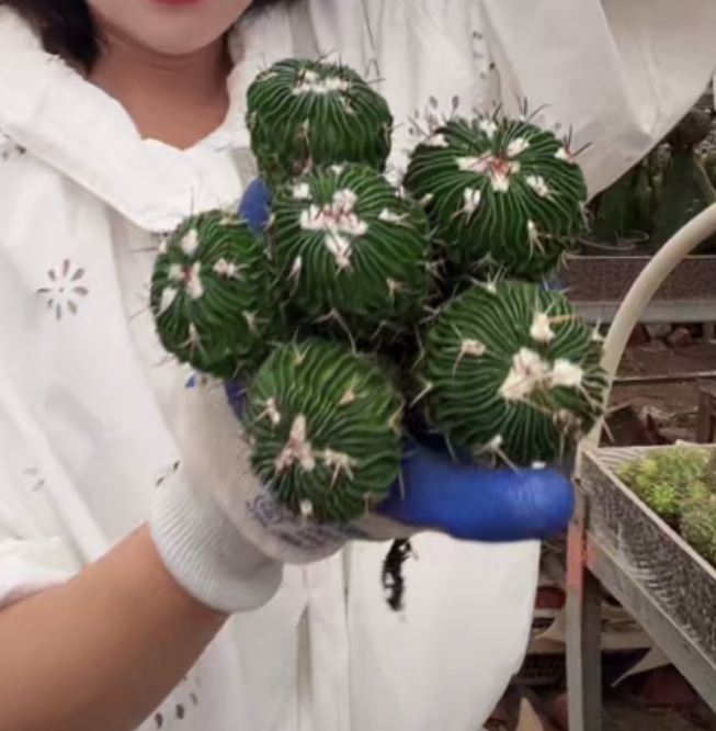 二妹园艺【 6颗 多棱玉  实生根 】满18包邮仙人球默认脱土随机发货