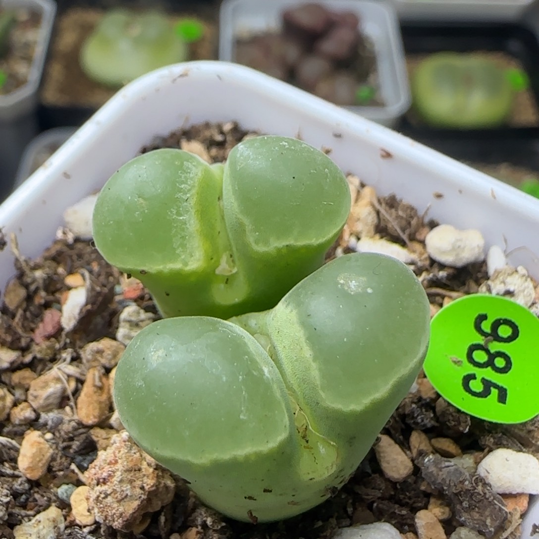 漂漂亮亮多肉植物985