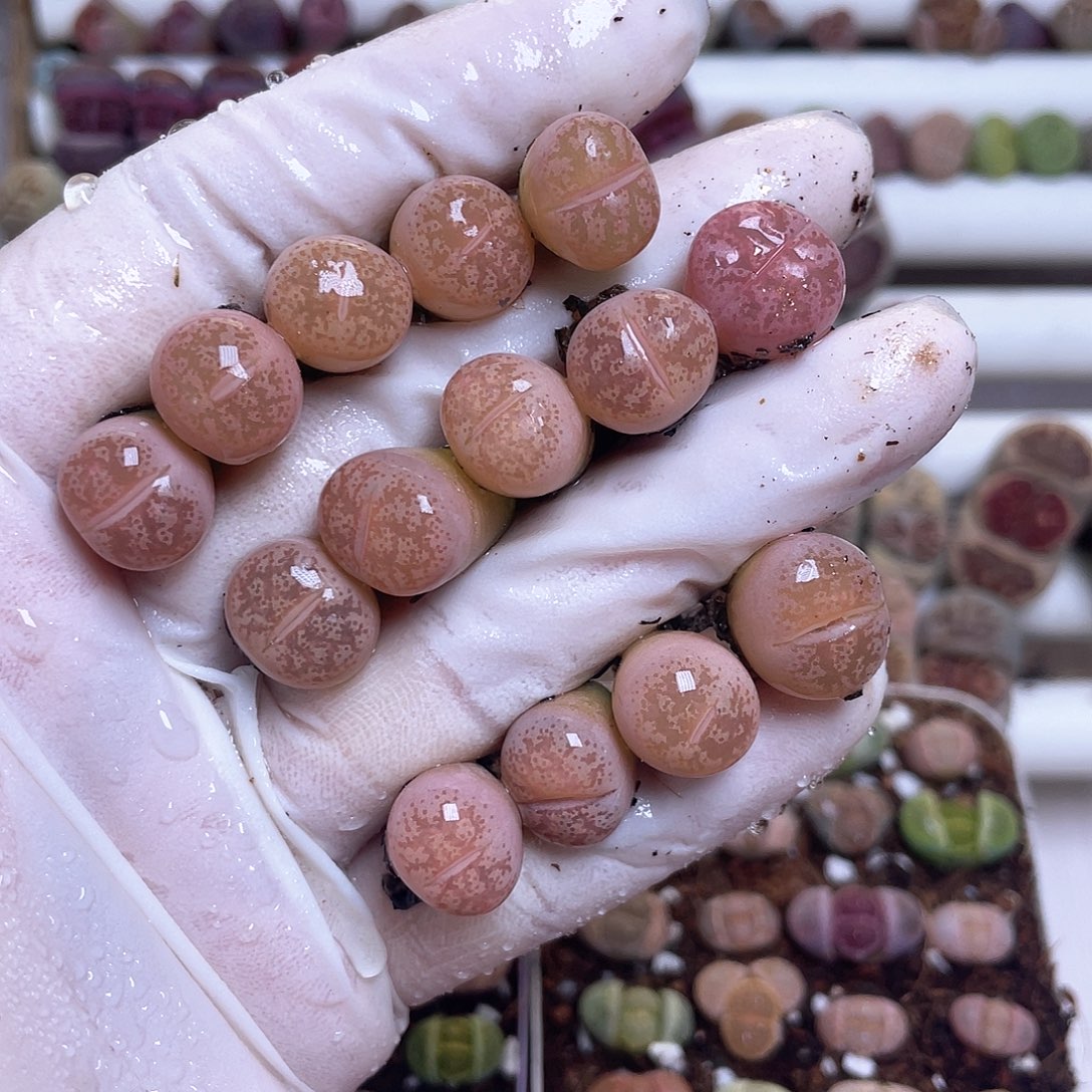 309 彩妍……………………