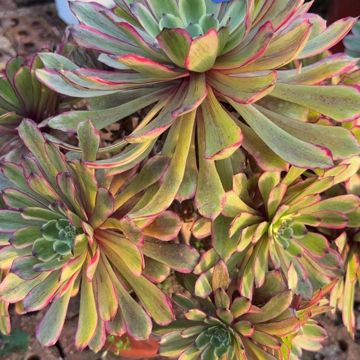 粉黛多肉断枝不包30