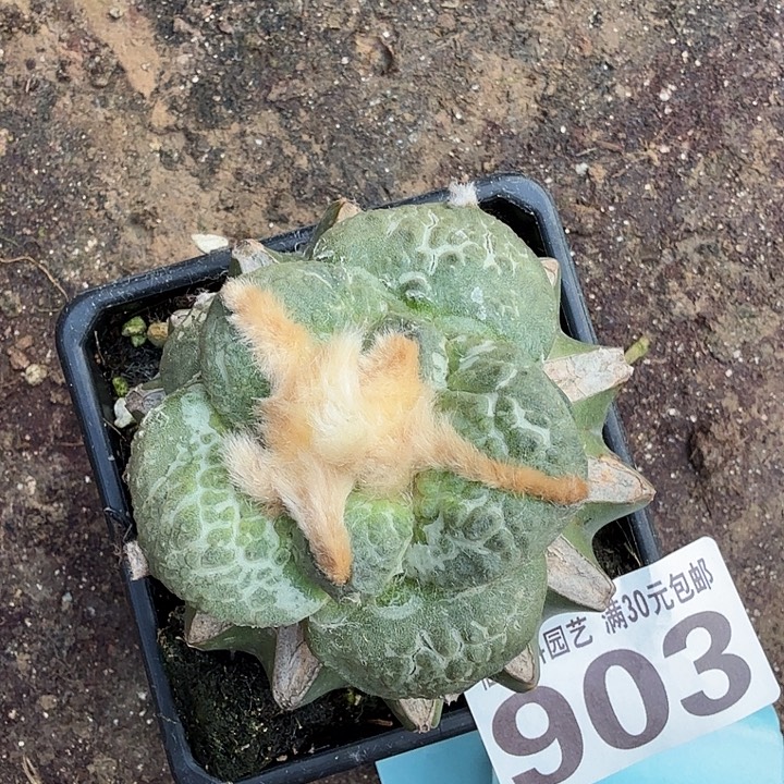 无花朵903大牛舌牡丹东三