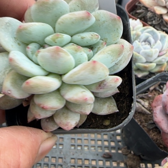 16橙子缀一物一拍多肉